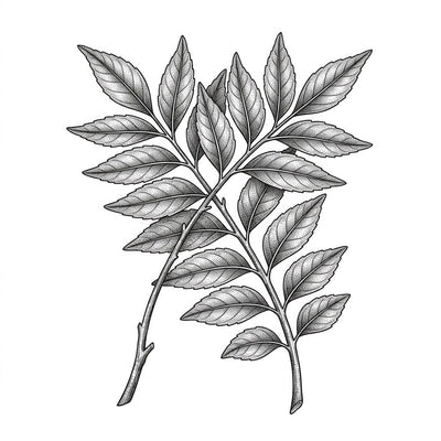 Curry Leaf