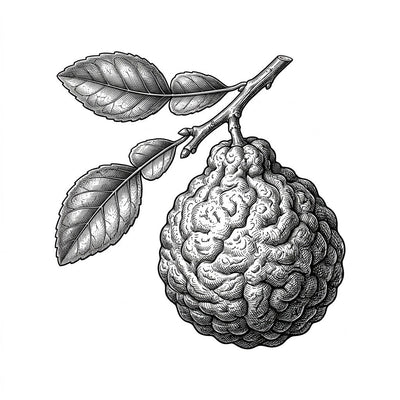 Kaffir Lime