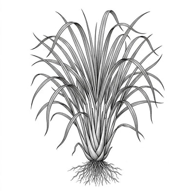 Lemongrass