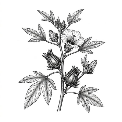 Roselle