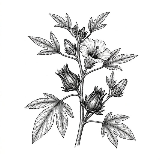Roselle