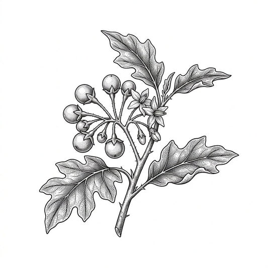 Turkey Berry