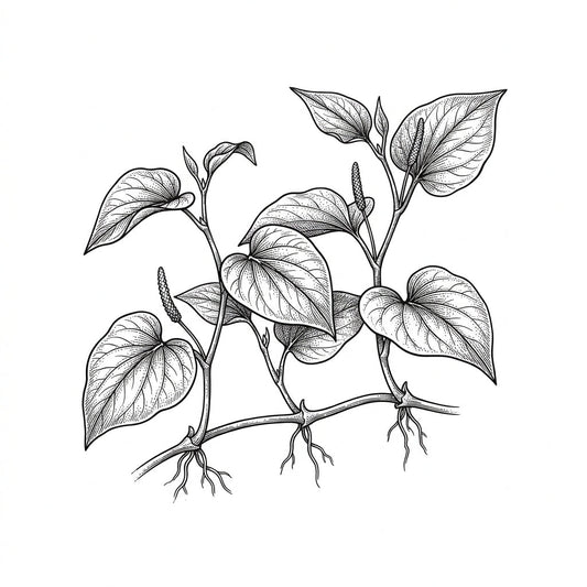 Wild Betel Leaf