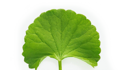 Centella (Gotu Kola)