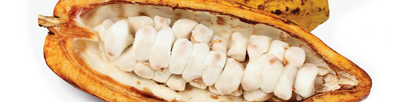 Cocoa