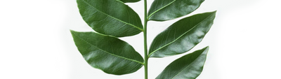 Curry Leaves