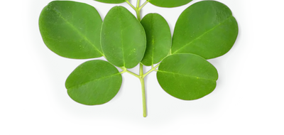 Moringa