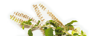 Tulsi (Holy Basil)