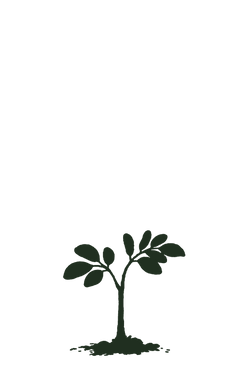 Digestion begins to respond to consistent plant intake